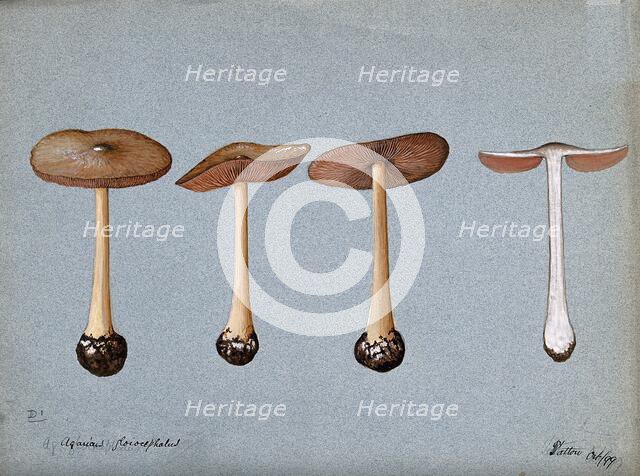 A fungus (Agaricus gloiocephalus): four fruiting bodies, 1899. Creator: Unknown.