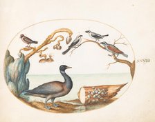 Animalia Volatilia et Amphibia (Aier): Plate XXVIII, c. 1575/1580. Creator: Joris Hoefnagel.