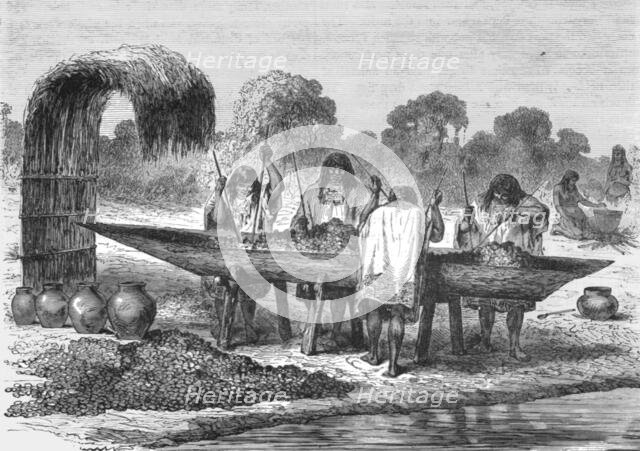 ''Indians mashing Turtle Eggs; The Fresh-water Turtle of the Amazons', 1875. Creator: Unknown.