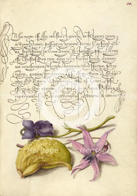 Sweet Violet, Gourd, and Dog-Tooth Violet, 1561-1562; illumination added 1591-1596. Creator: Joris Hoefnagel.