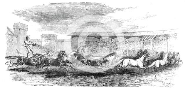 The Paris Hippodrome: seventeen horses driven by M. Marin, 1860. Creator: Harrison Weir.