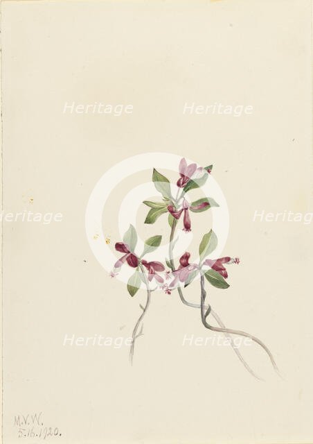 Fringed Polygala (Polygala paucifolia), 1920. Creator: Mary Vaux Walcott.