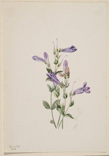 Penstemon (Penstimon fruiticosus), 1903. Creator: Mary Vaux Walcott.