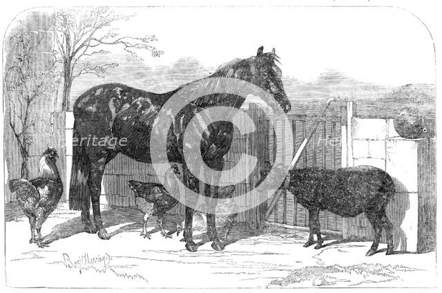 Russian pony and sheep from Bomarsund, brought by Captain Hall, H.M.S. "Hecla", 1854. Creator: Unknown.