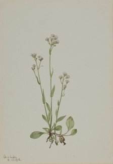 Pussy-Toes (Antennaria racemosa), 1918. Creator: Mary Vaux Walcott.