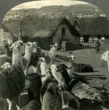 'Llamas, S. American Cousins of the Camel, Resting between Journeys, Cerro de Pasco, Peru', c1930s. Creator: Unknown.