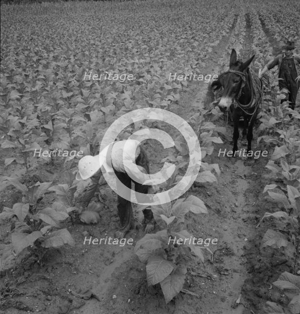 White sharecropper and wage laborer priming tobacco early..., Granville County, North Carolina, 1939 Creator: Dorothea Lange.