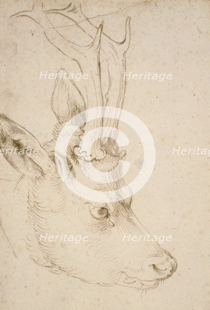 Head of a Roebuck, 1503. Artist: Dürer, Albrecht (1471-1528)