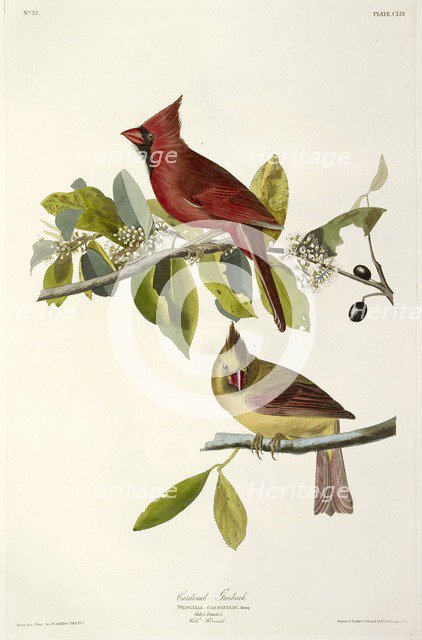 Cardinal Grosbeak , Fringilla Cardinalis, 1845.