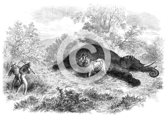 Sketches of South African travel: the lion and dead elephant, 1874. Creator: Unknown.