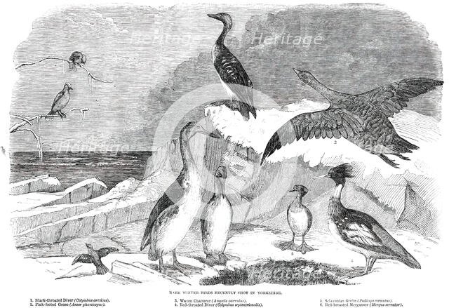 Rare Winter Birds recently shot in Yorkshire, 1850. Creator: Pearson.
