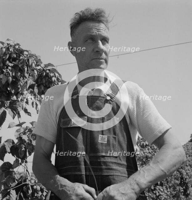 Hop picker, once Nebraska farm owner, Polk County, Oregon, 1939. Creator: Dorothea Lange.