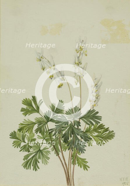 Dutchman's Breetches (Bikukulla cucullaria), 1925. Creator: Mary Vaux Walcott.