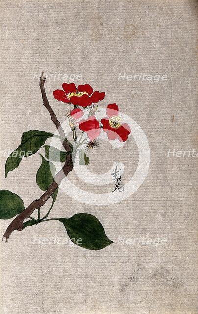 A pear (Pyrus species): flowering branch. Creator: Unknown.