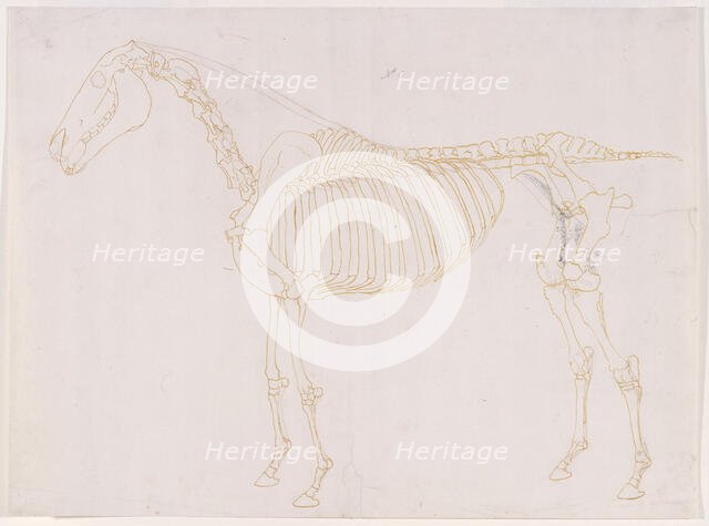 Working drawing of the Blood Vessels for 'The Fifth Anatomical Table of the Muscles ...', 1756. Creator: George Stubbs.