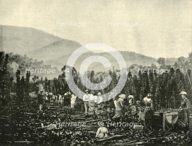'Hop Picking in Tasmania', 1901. Creator: Unknown.