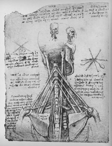 'Study of the Back View of a Skeleton, Showing the Tendons of the Neck', c1480 (1945). Artist: Leonardo da Vinci.