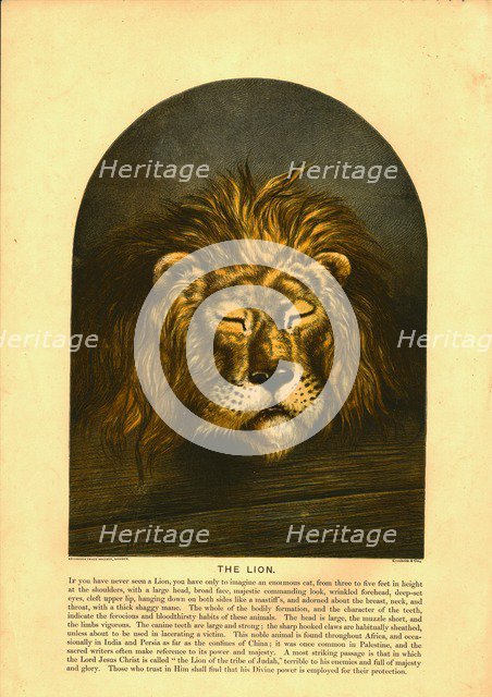 'The Lion' Creator: C Sheeres.