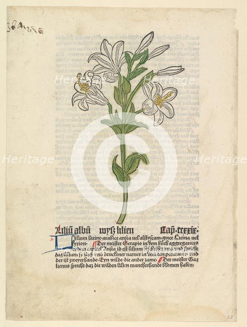 White Lily, illustration from Gart der Gesundheit (Sch.4332), March 28, 1485. Creator: Unknown.