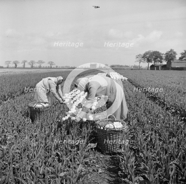 Picking tulips near Fulney, Spalding, Lincolnshire, 1951. Artist: Hallam Ashley
