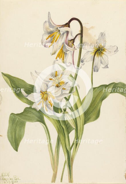 Avalanche Lily (Erythronium montanum), 1925. Creator: Mary Vaux Walcott.