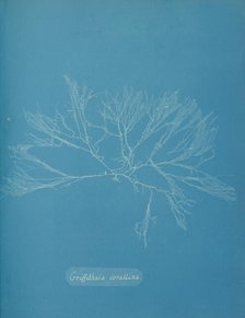Griffithsia corallina, ca. 1853. Creator: Anna Atkins.