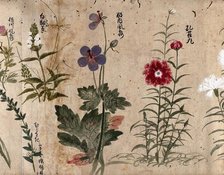 Four flowering plants, one possibly a pink (Dianthus species) and one a Geranium species, 1870. Creator: Unknown.