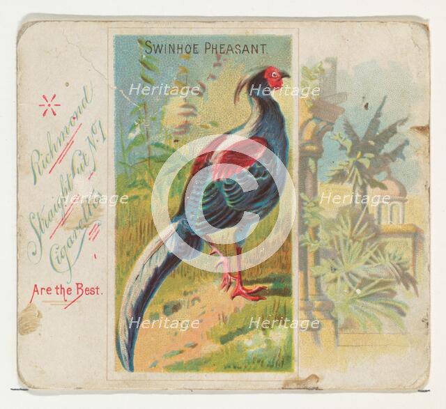 Swinhoe Pheasant, from Birds of the Tropics series (N38) for Allen & Ginter Cigarettes, 1889. Creator: Allen & Ginter.