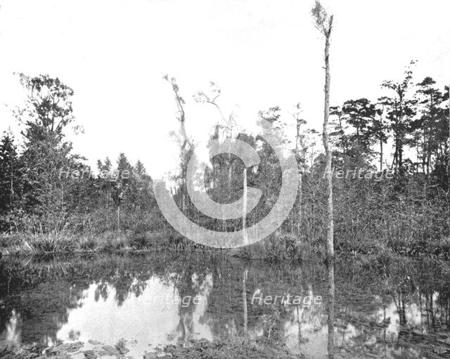 A Louisiana swamp, USA, c1900.  Creator: Unknown.