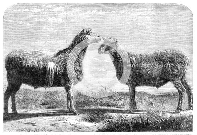 The International Cattle Show at Poissy, 1862. Creator: Friedrich Wilhelm Keyl.