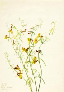 Lotus puberulus, 1935. Creator: Mary Vaux Walcott.