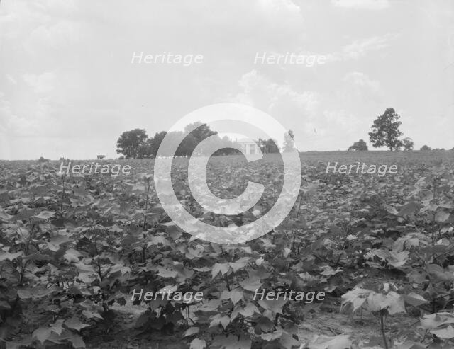 Cotton field and plantation house, Macon County, Georgia, 1937. Creator: Dorothea Lange.