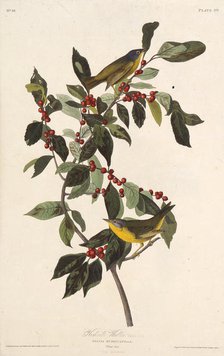 The Nashville warbler. From "The Birds of America", 1827-1838. Creator: Audubon, John James (1785-1851).