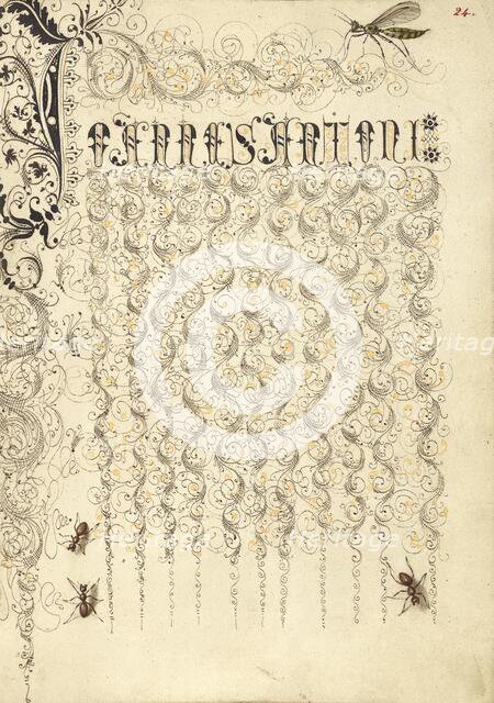 Crane Fly and Ants; Mira calligraphiae monumenta, 1561-1562; illumination added 1591-1596. Creator: Joris Hoefnagel.