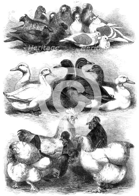 Prize pigeons and poultry at Bingley Hall, Birmingham, 1864. Creator: Harrison Weir.