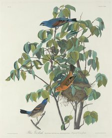 Blue Grosbeak, 1831. Creator: Robert Havell.