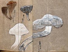 Three types of fungi, including a Cantharellus species. Creator: Unknown.