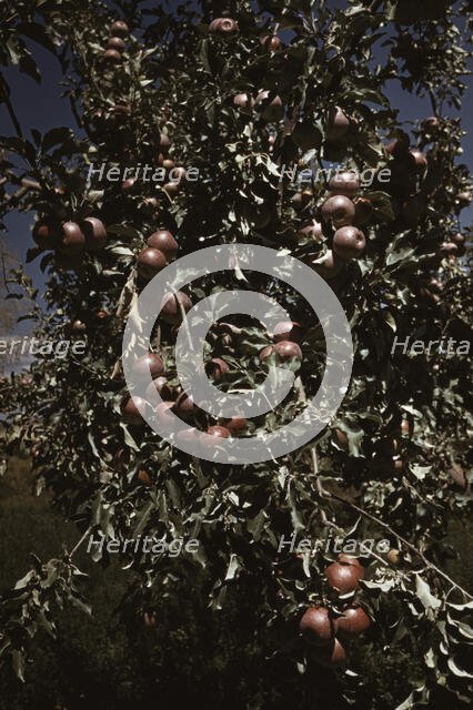 Peaches [i.e. apples] on a tree, orchard in Delta County, Colo., 1940. Creator: Russell Lee.