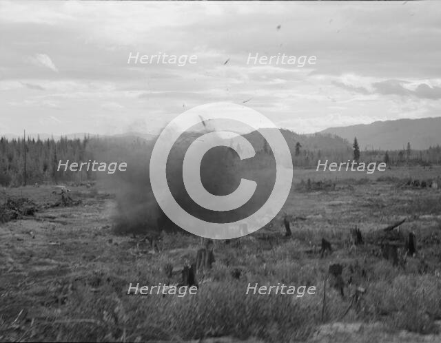 Tomarack stump is blasted, Bonner County, Idaho, 1939. Creator: Dorothea Lange.