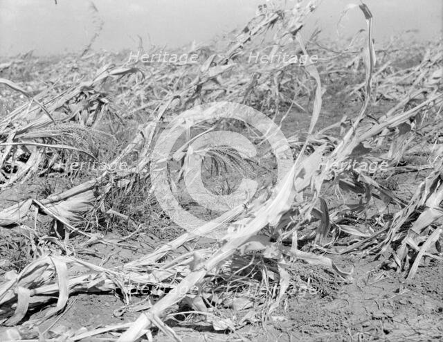 Corn, dried up and lying in the field, between Dallas and Waco, Texas, 1936. Creator: Dorothea Lange.