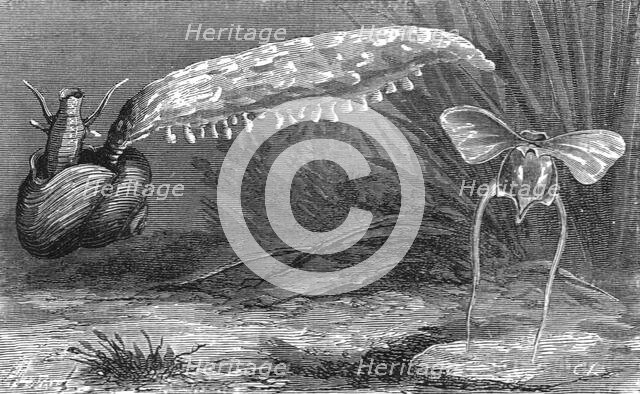 'Bait of the Florida Fisherman; A Flying Visit to Florida', 1875. Creator: Thomas Mayne Reid.