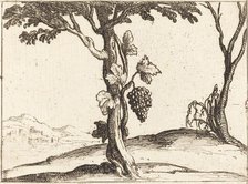 Bunch of Grapes. Creator: Jacques Callot.