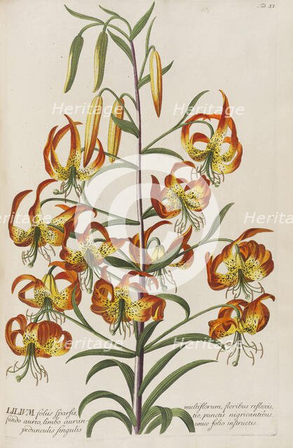 Plantae selectae by Christoph Jakob Trew, 1750-1773. Creator: Trew; Christoph Jakob (1695-1769).