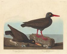 White-Legged Oyster-Catcher and Slender-Billed Oyster-Catcher, 1838. Creator: Robert Havell.