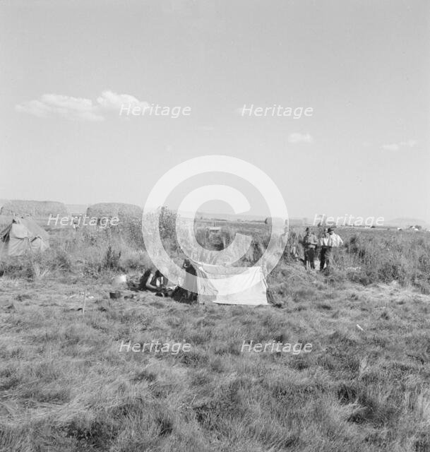Camp of single men, Tulelake, Siskiyou County, California, 1939. Creator: Dorothea Lange.