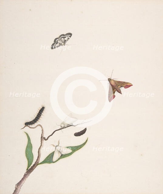 A Caterpillar and Two Moths on a Branch and Two Butterflies, early 18th-mid 18th century. Creator: Nicolaas Struyk.