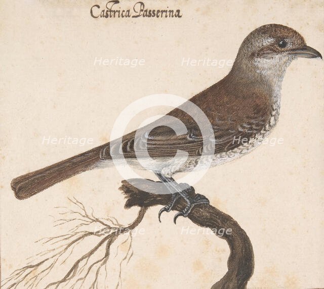 Castrica Passerina, . Creator: Vincenzo Leonardi.