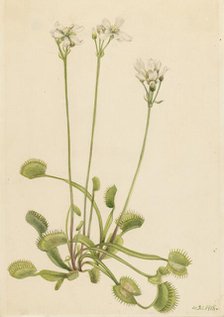 Venus Flytrap (Dionaea muscipula), 1918. Creator: Mary Vaux Walcott.
