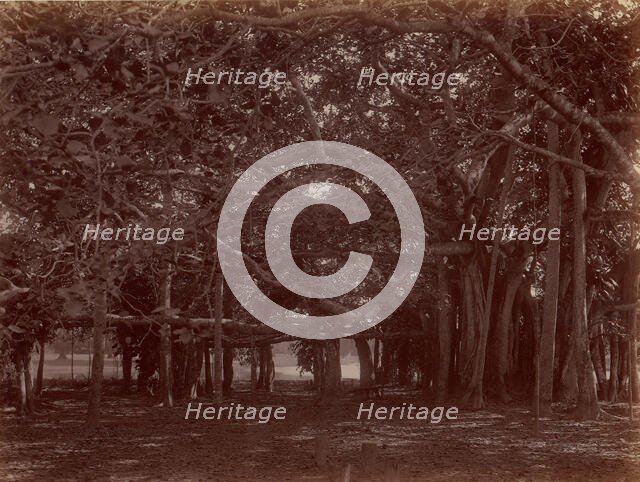 Interior View of Banyan Tree, Calcutta, 1860s-70s. Creator: Unknown.