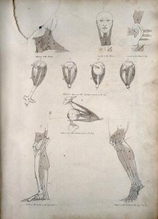 Muscles of the neck, ear, eye, and lower limb: ten figures, between 1800 and 1899. Creator: Unknown.